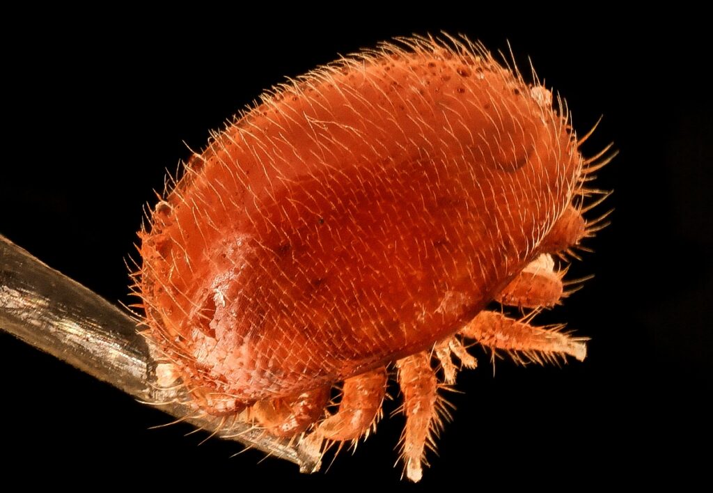 Varroa Destructor