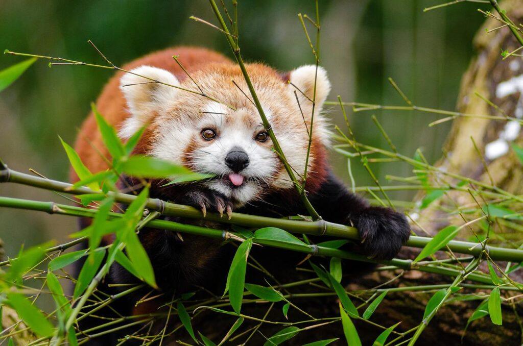 red panda in Singalila National Park , bamboo, tongue out-1851650.jpg