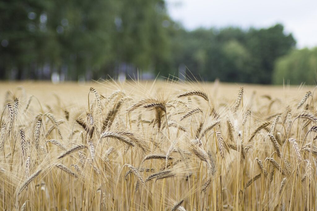 wheat, field, wheat field-4393023.jpg